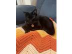 Adopt Orson (after black jaguar at the San Diego Zoo) a All Black Domestic