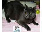 Adopt Felix a Gray or Blue Domestic Shorthair / Mixed Breed (Medium) / Mixed