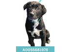 Adopt Marla a Black Labrador Retriever / Mixed dog in Red Bluff, CA (41304126)