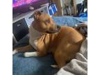 Adopt Zani a Tan/Yellow/Fawn - with White Staffordshire Bull Terrier / Mixed dog