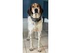 Adopt Baloo a Hound (Unknown Type) / Mixed dog in Williamstown, KY (41302438)