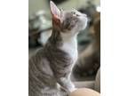Adopt Isabella a Gray, Blue or Silver Tabby Tabby / Mixed (short coat) cat in