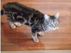 Adopt Silver a Gray or Blue American Shorthair / Mixed (short coat) cat in