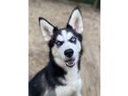 Adopt Grace Ann a Siberian Husky / Mixed dog in Matawan, NJ (39619155)