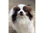 Adopt Josie a Pomeranian / Mixed dog in Matawan, NJ (41038633)