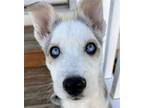 Adopt Opal a Siberian Husky / Mixed dog in Matawan, NJ (40499898)