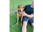 Adopt Andy a Labrador Retriever / Mixed dog in Darlington, SC (41304101)
