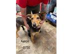 Adopt Aaron a Labrador Retriever / Mixed dog in Darlington, SC (41304100)