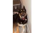 Adopt ruby a Brown/Chocolate - with Black German Shepherd Dog / Husky / Mixed