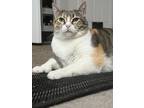 Adopt Lilo a Orange or Red Polydactyl/Hemingway / Mixed (medium coat) cat in