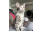 Adopt Nadine a Gray, Blue or Silver Tabby Tabby / Mixed (short coat) cat in Los