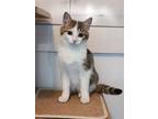 Adopt Wrangler a Brown Tabby Domestic Shorthair (short coat) cat in Jeannette