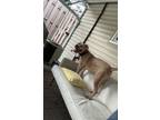 Adopt Draco a Tan/Yellow/Fawn - with White American Pit Bull Terrier / Boxer /