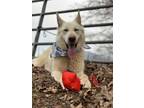 Adopt Blake a White German Shepherd Dog / Mixed dog in Bakersville