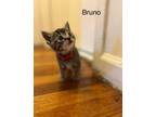 Adopt Bruno 2 a Gray, Blue or Silver Tabby Domestic Shorthair cat in New York