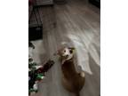 Adopt Cody a White - with Brown or Chocolate Labrador Retriever / Mixed dog in