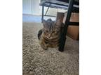 Adopt Pickles a Brown Tabby Tabby / Mixed (medium coat) cat in Tallahassee