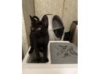 Adopt Bonito a All Black American Bobtail / Mixed (short coat) cat in Boynton