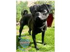 Adopt COH Jerry a Black Pug / Mixed dog in Inglewood, CA (41303944)