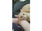 Adopt Mila a Orange or Red Tabby American Shorthair / Mixed (short coat) cat in