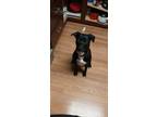 Adopt Raquel a Black Border Collie / Pitsky / Mixed dog in Plummer
