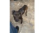 Adopt tootsie a Brown/Chocolate Mutt / Mixed dog in Carencro, LA (41303982)
