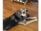 Adopt Luci a Tricolor (Tan/Brown & Black & White) German Shepherd Dog / Mixed