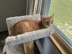 Adopt Goldie a Orange or Red Tabby Domestic Shorthair / Mixed (short coat) cat