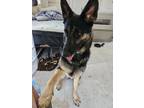 Adopt Blue a Black - with Gray or Silver German Shepherd Dog / Mixed dog in