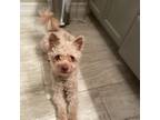 Adopt Henry a Tan/Yellow/Fawn - with White Havanese / Poodle (Miniature) / Mixed
