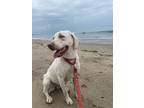 Adopt Winnie a White Labrador Retriever / Mixed dog in Santa Barbara
