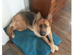 Adopt Ginger a Black - with Tan, Yellow or Fawn German Shepherd Dog / Mixed dog