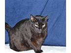 Adopt RAVEN a All Black Domestic Mediumhair / Mixed (medium coat) cat in