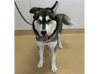 Adopt SHYLA a Black Siberian Husky / Mixed dog in Diamond Springs, CA (41303834)