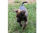 Adopt Rosie a Brindle Mixed Breed (Medium) / Mixed Breed (Medium) / Mixed (short