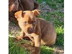 Adopt Norbit a Brown/Chocolate Mixed Breed (Medium) / Mixed Breed (Medium) /