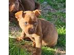Adopt Norbit a Brown/Chocolate Mixed Breed (Medium) / Mixed dog in Oklahoma