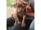 Adopt Rasputia a Brown/Chocolate Mixed Breed (Medium) / Mixed dog in Oklahoma