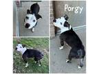 Adopt Porgy a Black American Pit Bull Terrier / Mixed dog in Crawfordsville