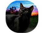 Adopt Oatsel Runman a All Black Domestic Shorthair / Domestic Shorthair / Mixed