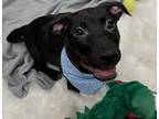 Adopt Apollo a Black Mixed Breed (Medium) / Mixed dog in Worcester