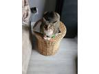 Adopt Zoe a Gray, Blue or Silver Tabby Tabby / Mixed (short coat) cat in