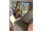 Adopt Sadie a Brown/Chocolate - with White Labrador Retriever / American