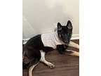 Adopt Cleo a Black - with White Husky / German Shepherd Dog / Mixed dog in