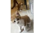 Adopt Lucy a Orange or Red Tabby American Bobtail / Mixed (short coat) cat in