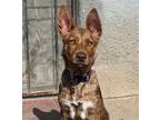 Adopt Daphne a Australian Kelpie / Mixed dog in Los Angeles, CA (41277210)