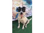 Adopt Benito a Border Collie / Cattle Dog / Mixed dog in Portland, OR (41193384)