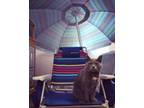 Adopt Penny a Gray or Blue British Shorthair / Mixed (medium coat) cat in York