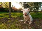 Adopt Quincy a White American Pit Bull Terrier / Mixed dog in Dayton
