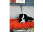 Adopt Eva a Black - with White Border Collie / Corgi / Mixed dog in Nashville